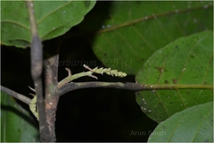 Elaeocarpus tectorius